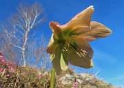 Alla Madonnina del Costone (1195 m) da Salmezza con tanti fiori-25mar24-FOTOGALLERY